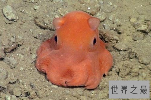 【图】最萌的小飞象章鱼到底是何等生物