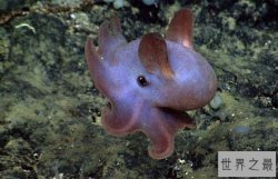 【图】最萌的小飞象章鱼到底是何等生物