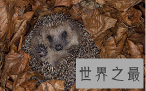 【图】动物蛰伏的模式，最奇葩的蛰伏模式