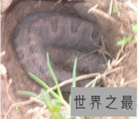 【图】动物冬眠的方式，最奇葩的冬眠方式