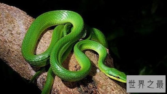 【图】五毒是哪五毒，剧毒之王的蜘蛛为何不在其列？