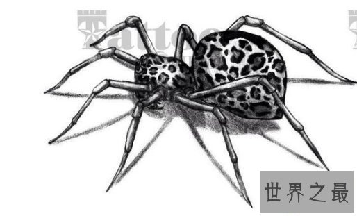 【图】五毒是哪五毒，剧毒之王的蜘蛛为何不在其列？