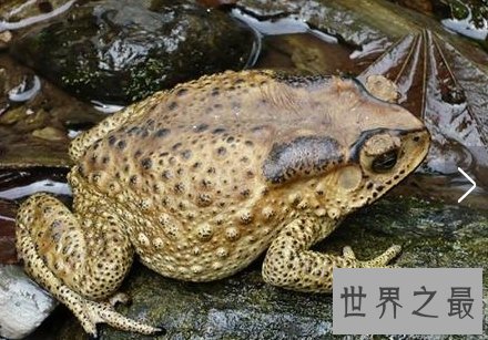 【图】五毒是哪五毒，剧毒之王的蜘蛛为何不在其列？