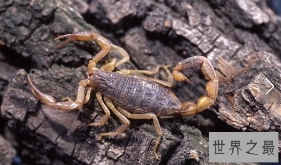 【图】五毒是哪五毒，剧毒之王的蜘蛛为何不在其列？