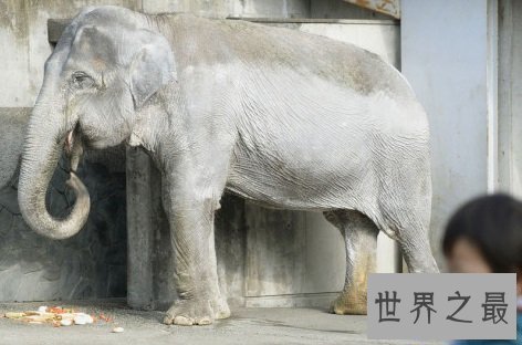 【图】谁是世界上寿命最长的动物？老态龙钟的动物真