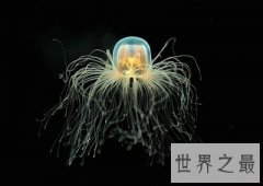 【图】谁是世界上寿命最长的动物？返老还童的动物真