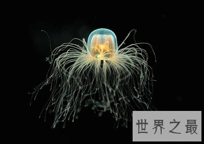 【图】谁是世界上寿命最长的动物？老态龙钟的动物真