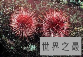 【图】谁是世界上寿命最长的动物？老态龙钟的动物真