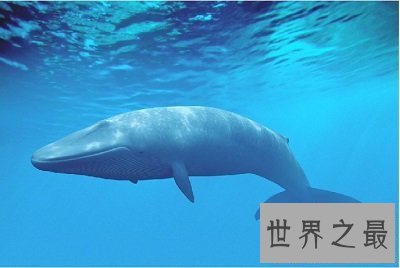 【图】谁是世界上寿命最长的动物？老态龙钟的动物真