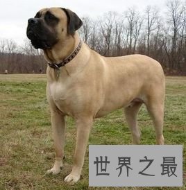 【图】清点世界大型犬排名