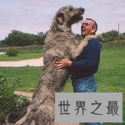 【图】清点世界大型犬排名