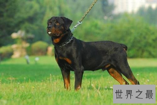 【图】清点世界大型犬排名