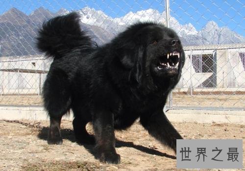 【图】清点世界大型犬排名