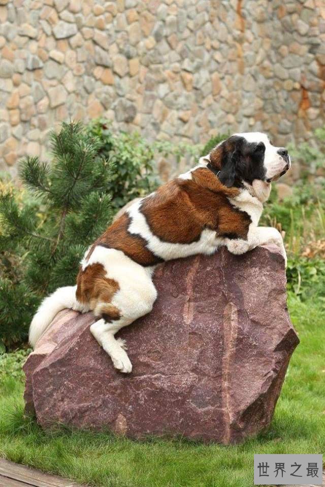 【图】清点世界大型犬排名