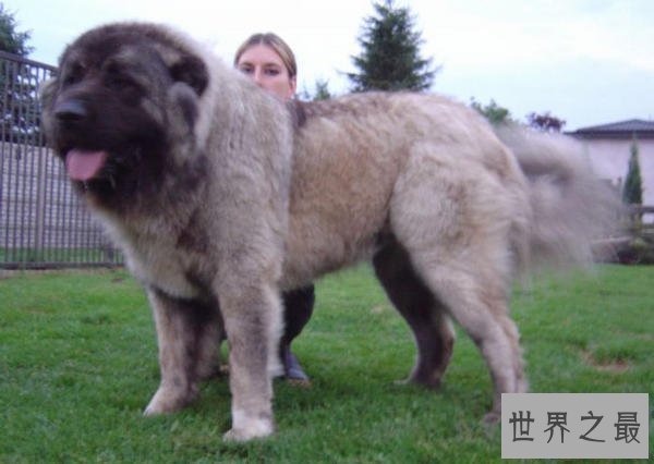 【图】清点世界大型犬排名