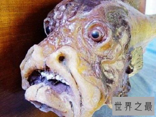 【图】世界上脸最像人类的鱼——稀罕可恶的“人面鱼