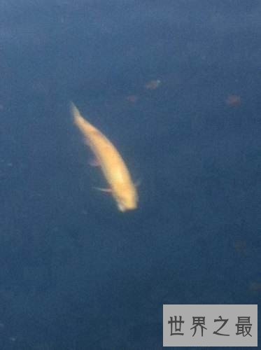 【图】世界上脸最像人类的鱼——稀罕可恶的“人面鱼