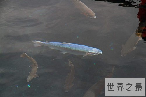 【图】世界上脸最像人类的鱼——稀罕可恶的“人面鱼