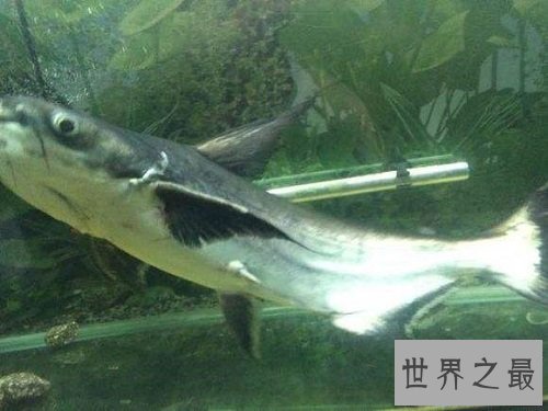 【图】短小精悍的成吉思汗鲨，它们是可能被饲养的鲨