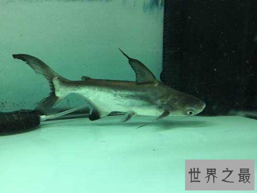 【图】短小精悍的成吉思汗鲨，它们是可能被饲养的鲨