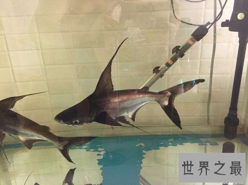 【图】短小精悍的成吉思汗鲨，它们是可能被饲养的鲨