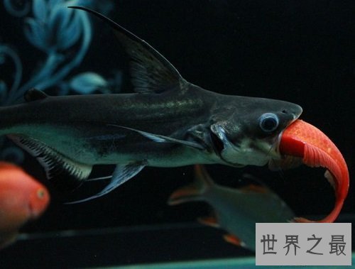 【图】短小精悍的成吉思汗鲨，它们是可能被饲养的鲨