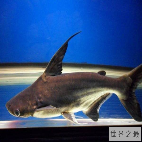 【图】短小精悍的成吉思汗鲨，它们是可能被饲养的鲨