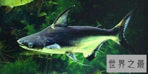 【图】短小精悍的成吉思汗鲨，它们是可能被饲养的鲨