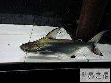 【图】短小精悍的成吉思汗鲨，它们是可以被饲养的鲨