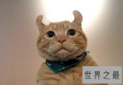 【图】美国卷耳猫,最温暖你的小呆萌
