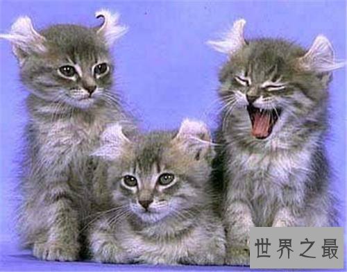 【图】美国卷耳猫,最暖和你的小呆萌