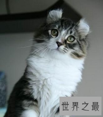 【图】美国卷耳猫,最暖和你的小呆萌