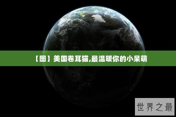 【图】美国卷耳猫,最温暖你的小呆萌