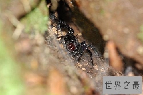 【图】漆黑如墨的上户蜘蛛，有人害怕也有人喜欢它们