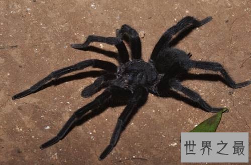 【图】漆黑如墨的上户蜘蛛，有人害怕也有人喜欢它们