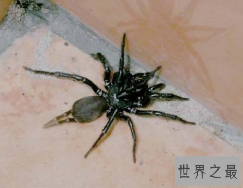 【图】漆黑如墨的上户蜘蛛，有人害怕也有人喜欢它们