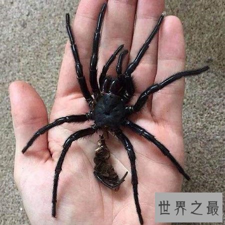 【图】漆黑如墨的上户蜘蛛，有人害怕也有人喜欢它们
