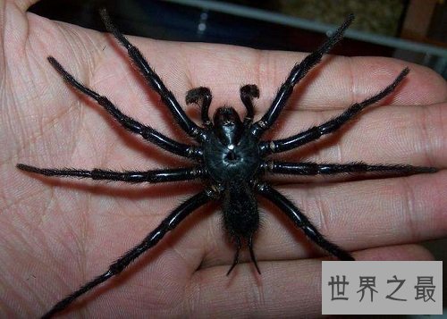 【图】漆黑如墨的上户蜘蛛，有人害怕也有人喜欢它们