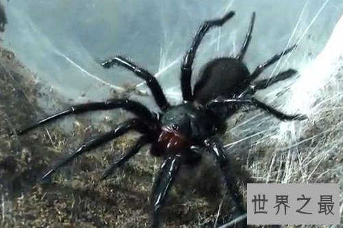 【图】漆黑如墨的上户蜘蛛，有人害怕也有人喜欢它们