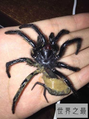 【图】漆黑如墨的上户蜘蛛，有人害怕也有人喜欢它们
