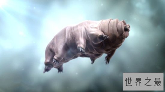 【图】史上最小的熊，显微镜下的水熊