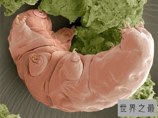 【图】史上最小的熊，显微镜下的水熊