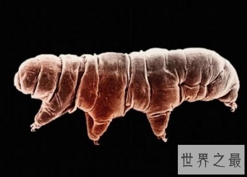 【图】史上最小的熊，显微镜下的水熊