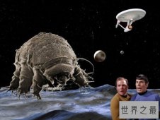 【图】史上最小的熊，显微镜下的水熊