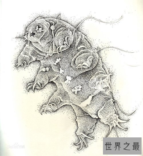【图】史上最小的熊，显微镜下的水熊