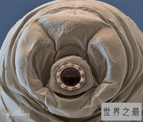 【图】史上最小的熊，显微镜下的水熊