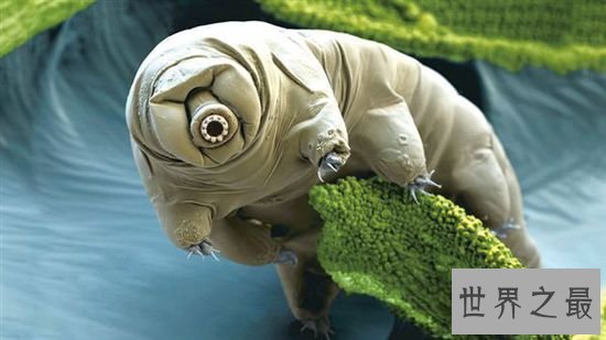 【图】史上最小的熊，显微镜下的水熊