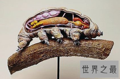 【图】史上最小的熊，显微镜下的水熊