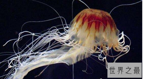 【图】北极霞水母——海底世界中最大的水母
