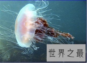【图】北极霞水母——海底世界中最大的水母